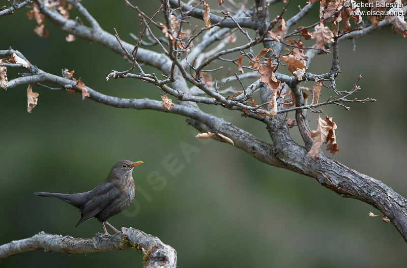 Common Blackbird female