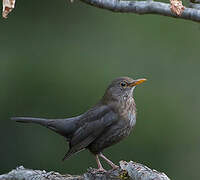 Common Blackbird