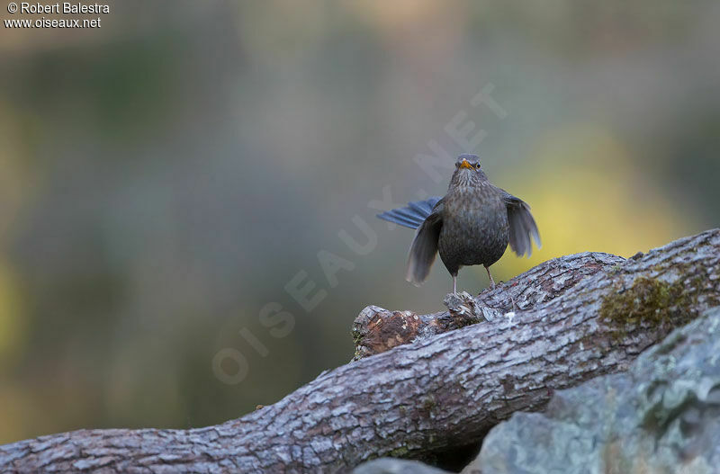 Common Blackbird female