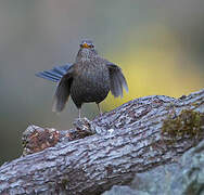 Common Blackbird