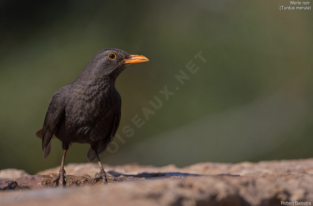 Common Blackbird