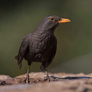 Common Blackbird