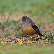 Olive Thrush