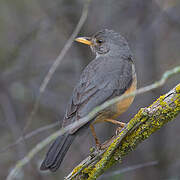 Olive Thrush