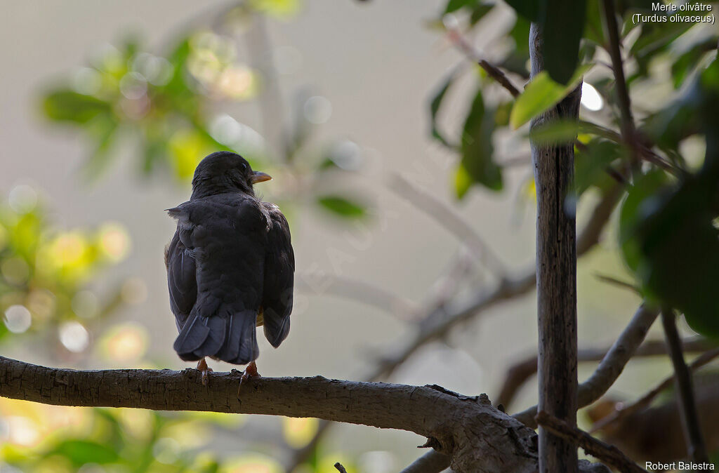 Olive Thrush