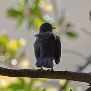 Olive Thrush