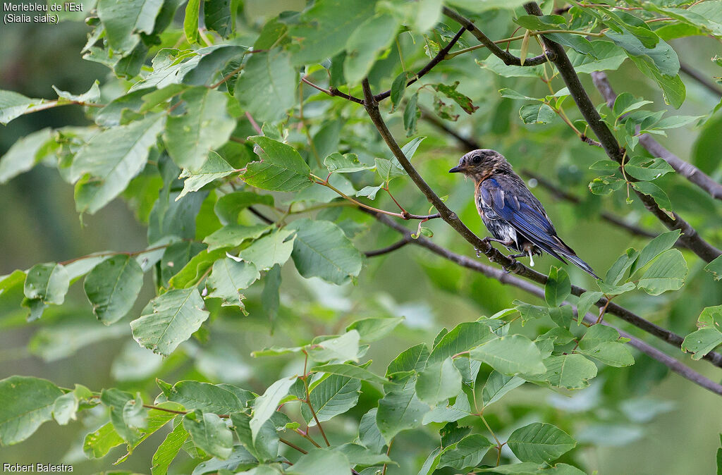 Eastern Bluebird