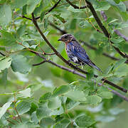 Eastern Bluebird