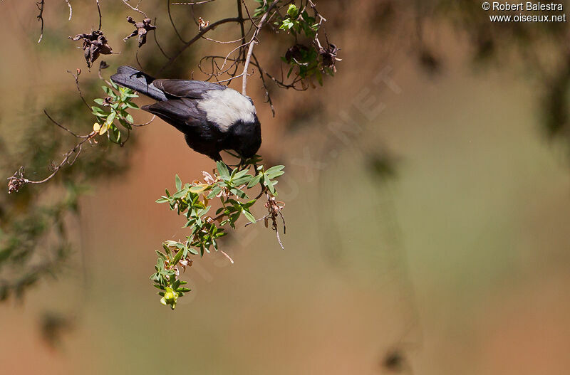 White-backed Black Tit