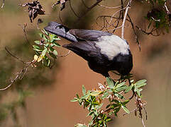 White-backed Black Tit