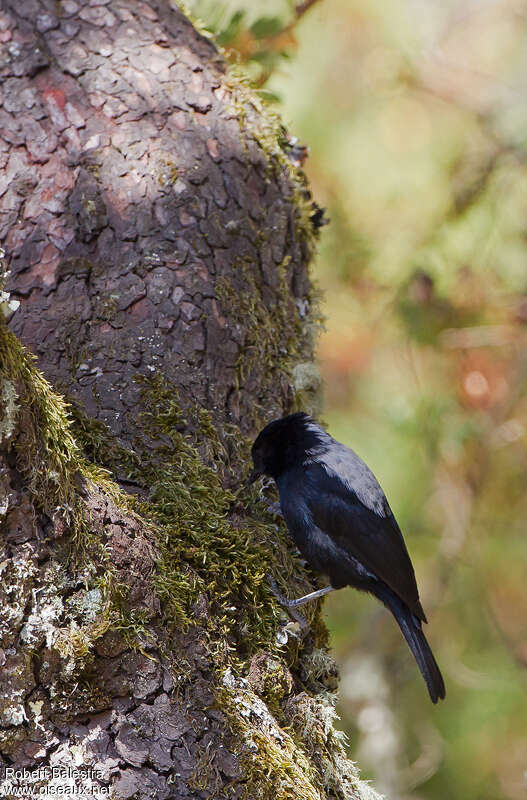 Mésange à dos blancadulte, identification