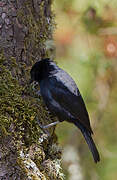 White-backed Black Tit