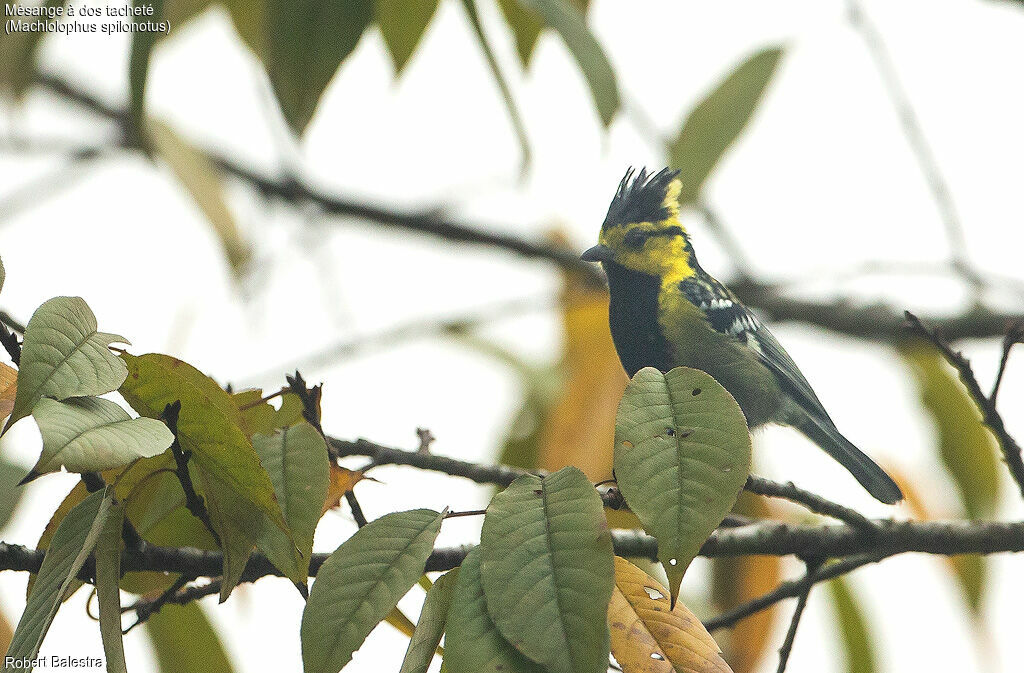 Mésange à dos tacheté