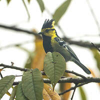 Mésange à dos tacheté