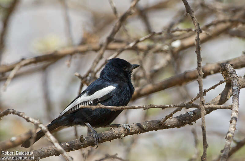 White-winged Black Titadult, identification