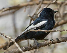 White-winged Black Tit