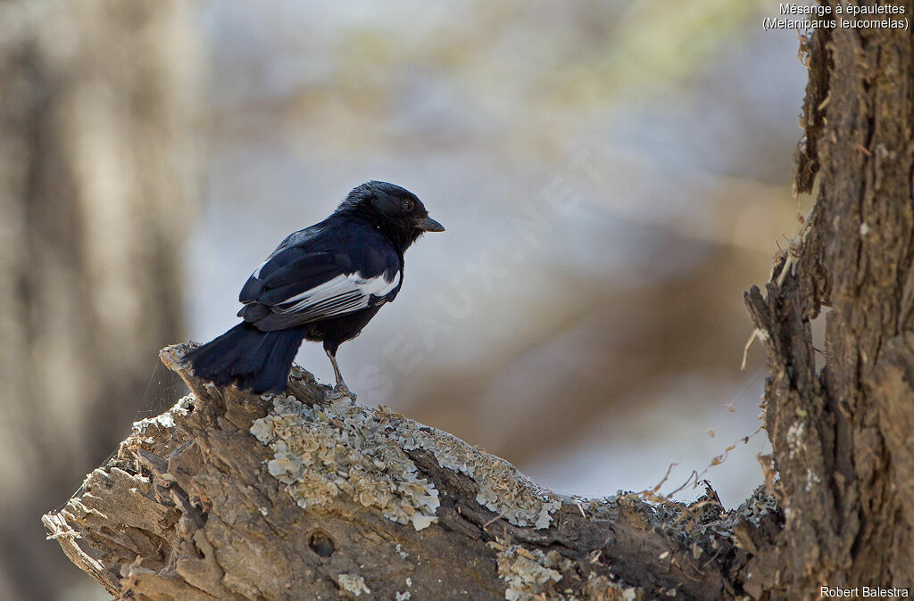 White-winged Black Tit