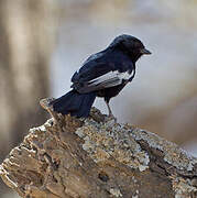 White-winged Black Tit