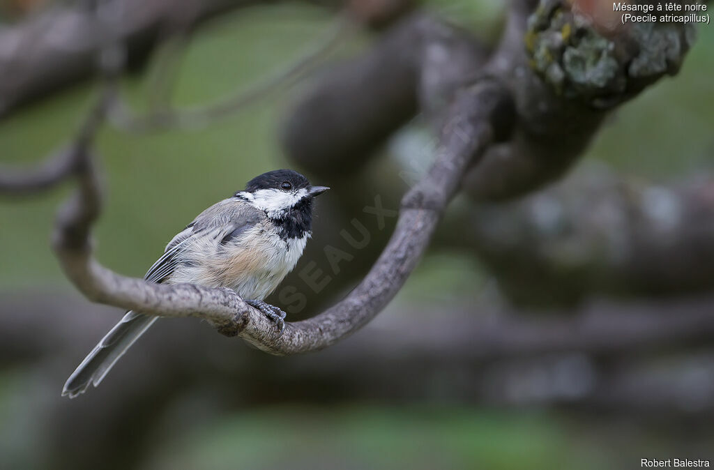 Mésange à tête noire