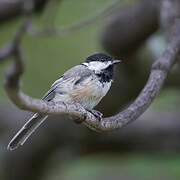 Black-capped Chickadee