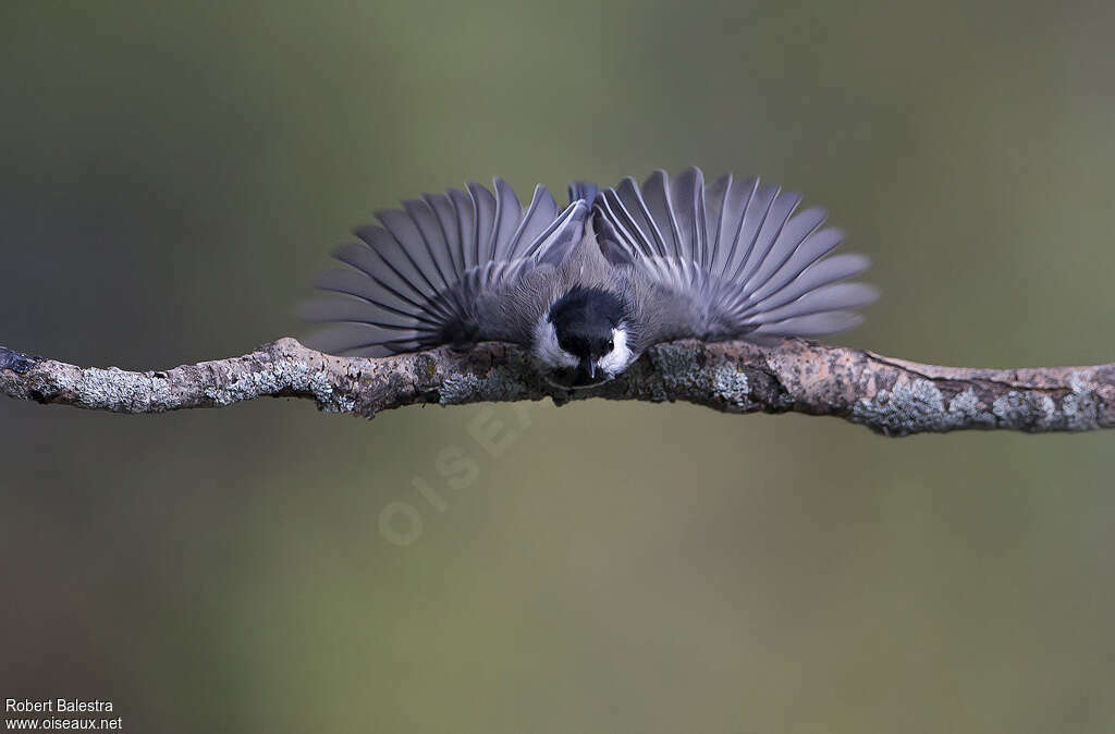 Mésange à tête noireadulte, Comportement