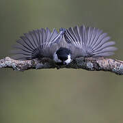 Mésange à tête noire