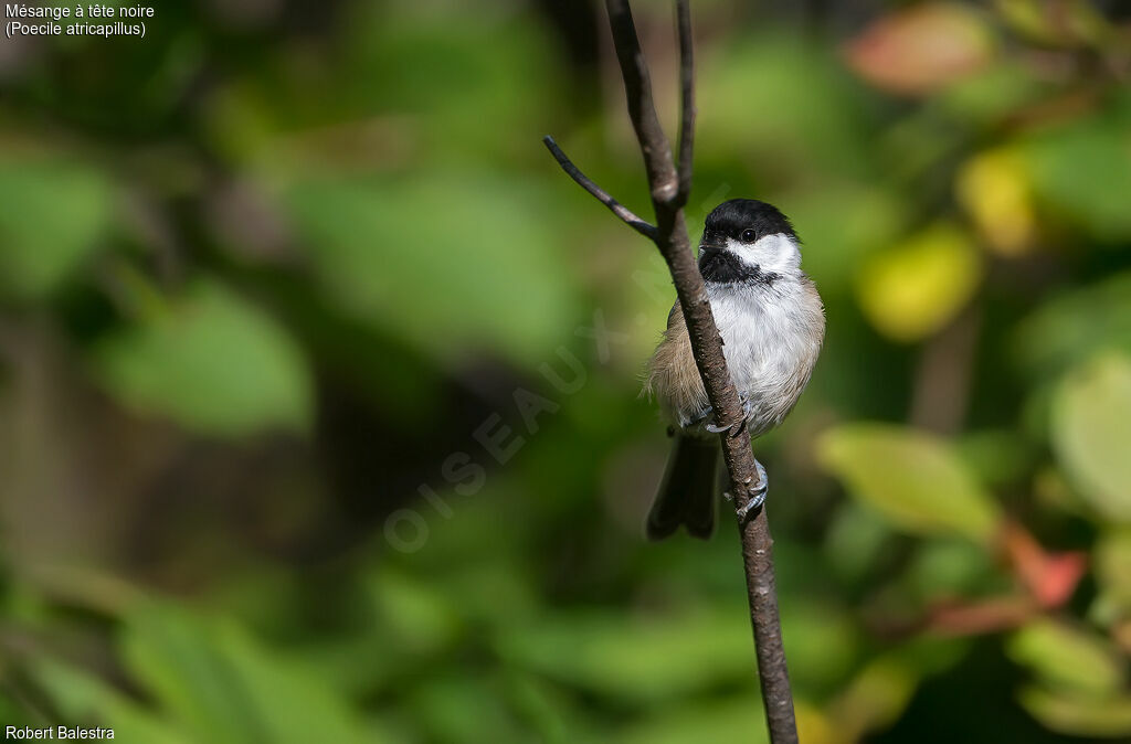 Mésange à tête noire