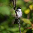 Mésange à tête noire