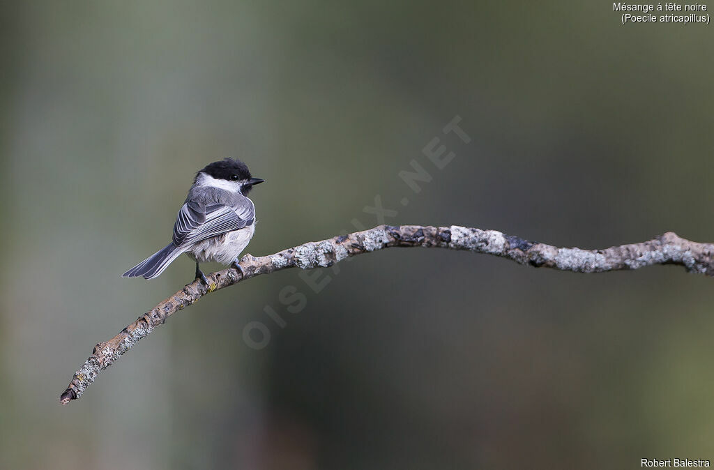 Mésange à tête noire