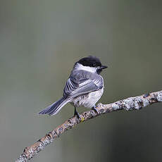 Mésange à tête noire