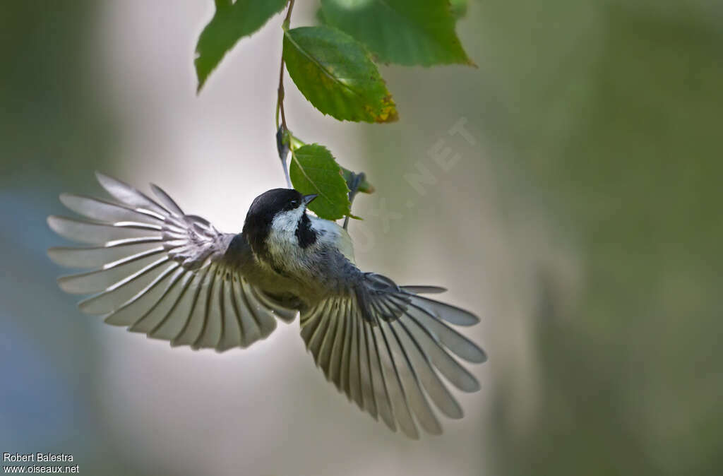 Black-capped Chickadee, aspect, fishing/hunting, Behaviour