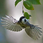 Black-capped Chickadee