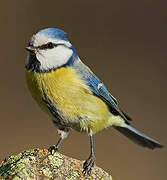 Eurasian Blue Tit