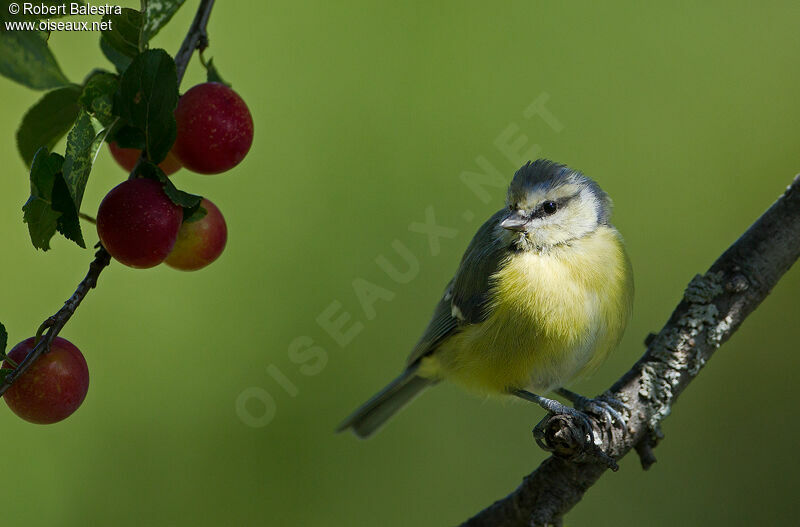 Mésange bleue