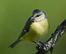 Mésange bleue