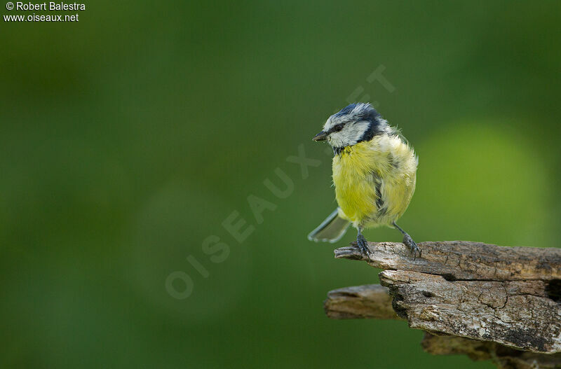 Eurasian Blue Tit