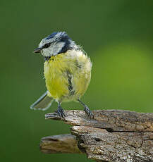 Mésange bleue