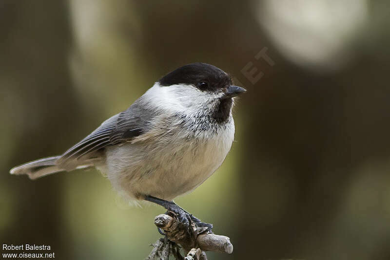 Mésange boréaleadulte, identification