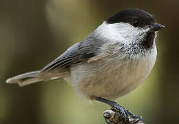 Willow Tit