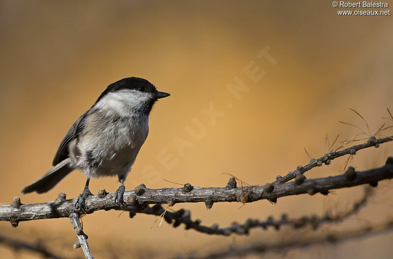 Willow Tit