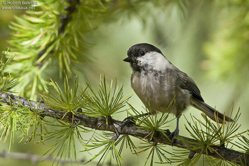 Willow Tit