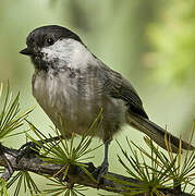 Willow Tit