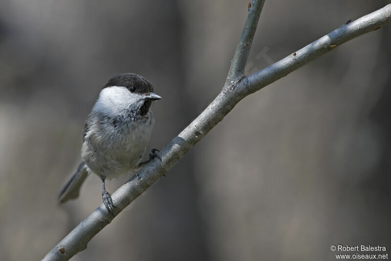 Mésange boréale