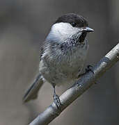 Willow Tit