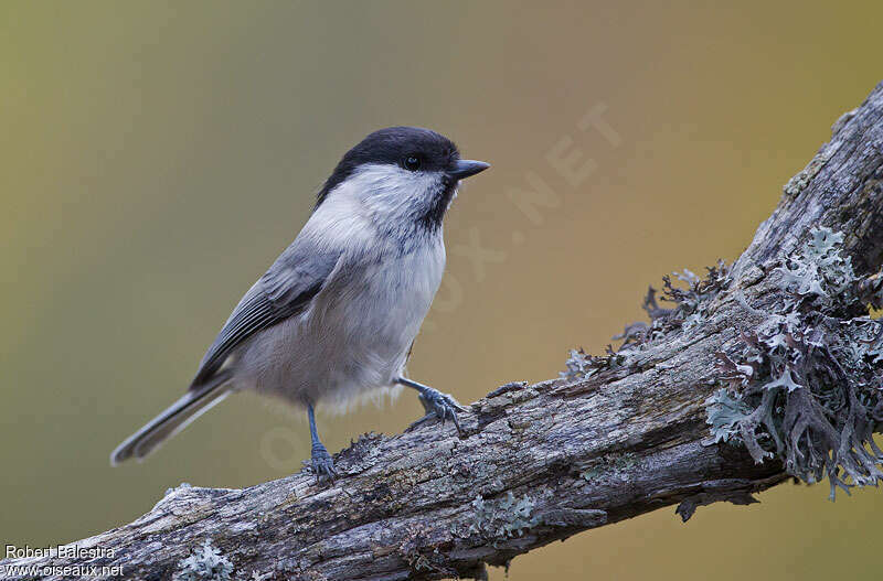 Mésange boréale, identification