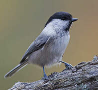 Willow Tit