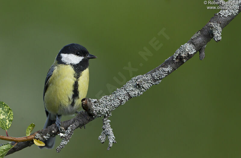 Mésange charbonnière