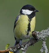 Mésange charbonnière