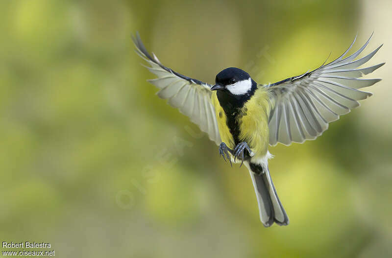 Mésange charbonnière, Vol