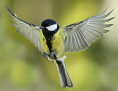 Mésange charbonnière